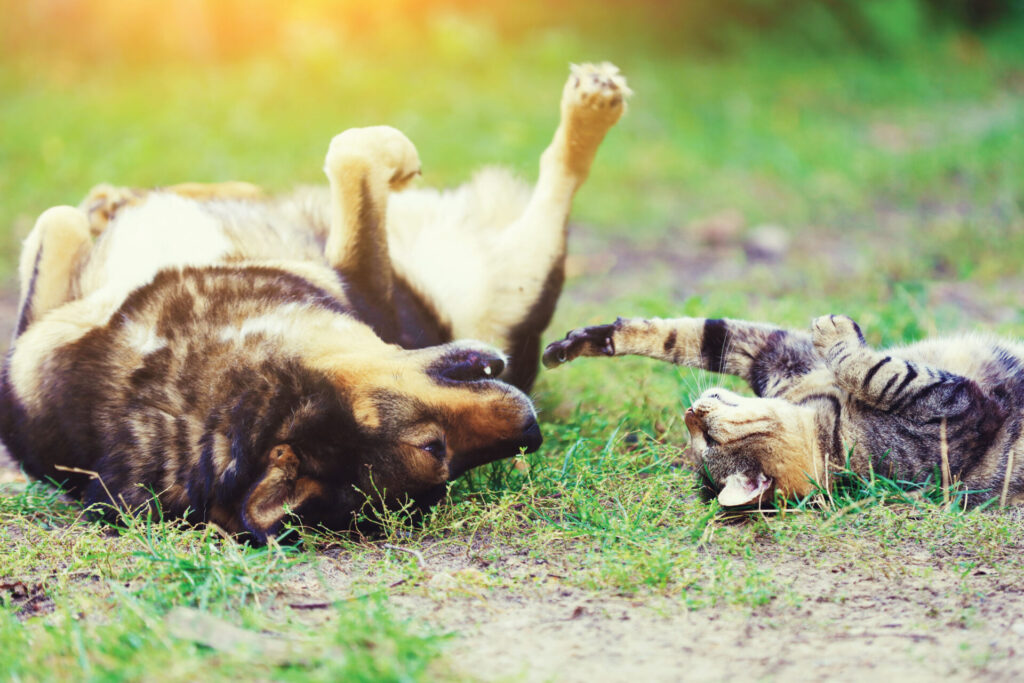 Does your cat, dog or other pet love to lie in the sun? Yes, they can get skin cancer! Here, risk factors and warning signs to watch for.